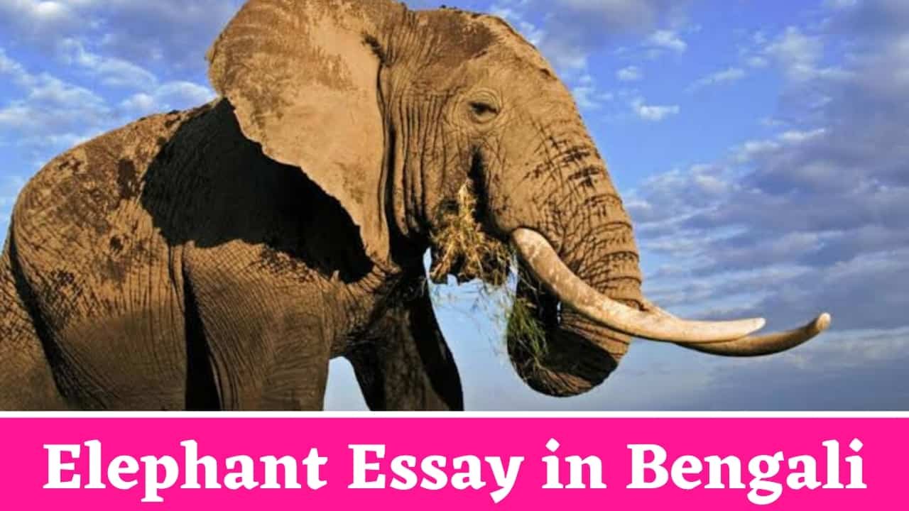 Elephant Essay in Bengali
