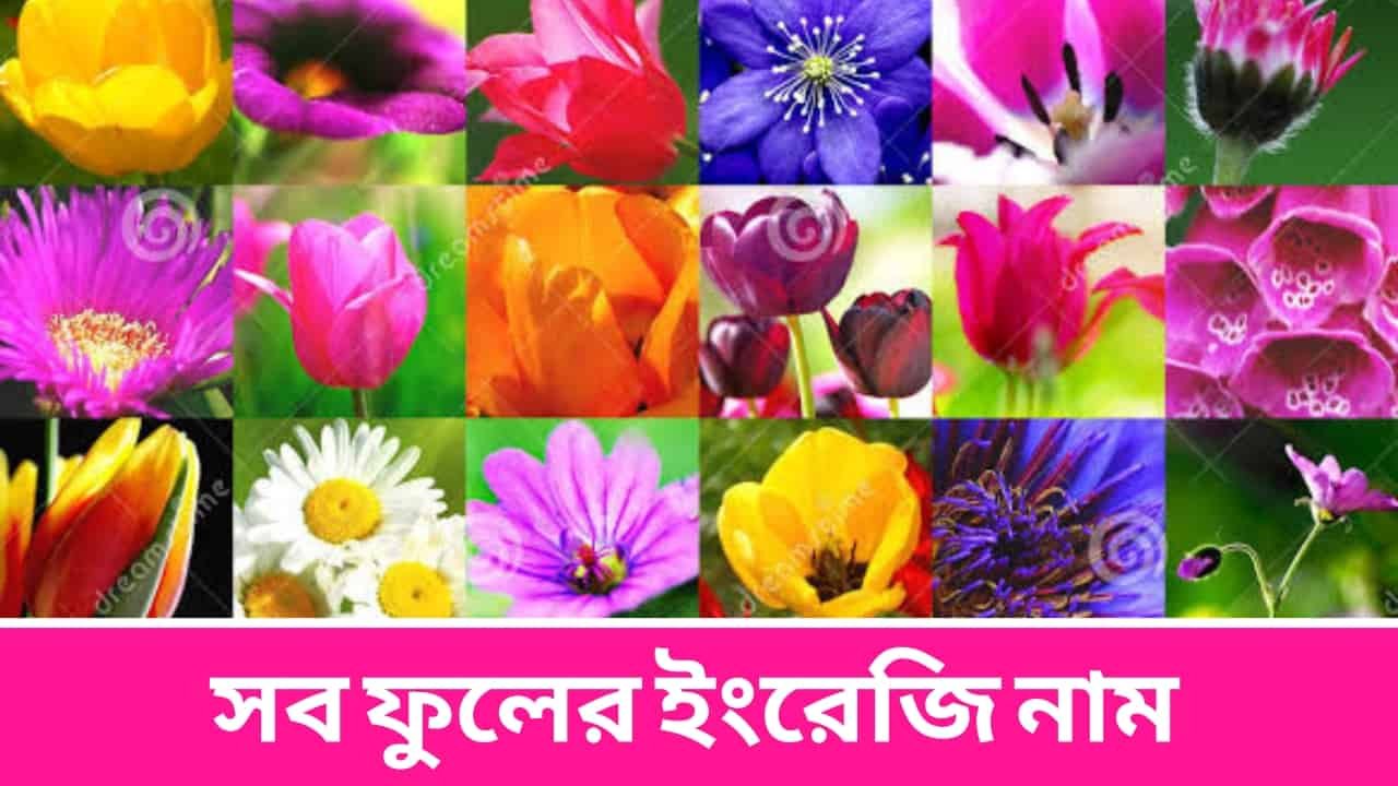 All Flowers Name in English and Bengali