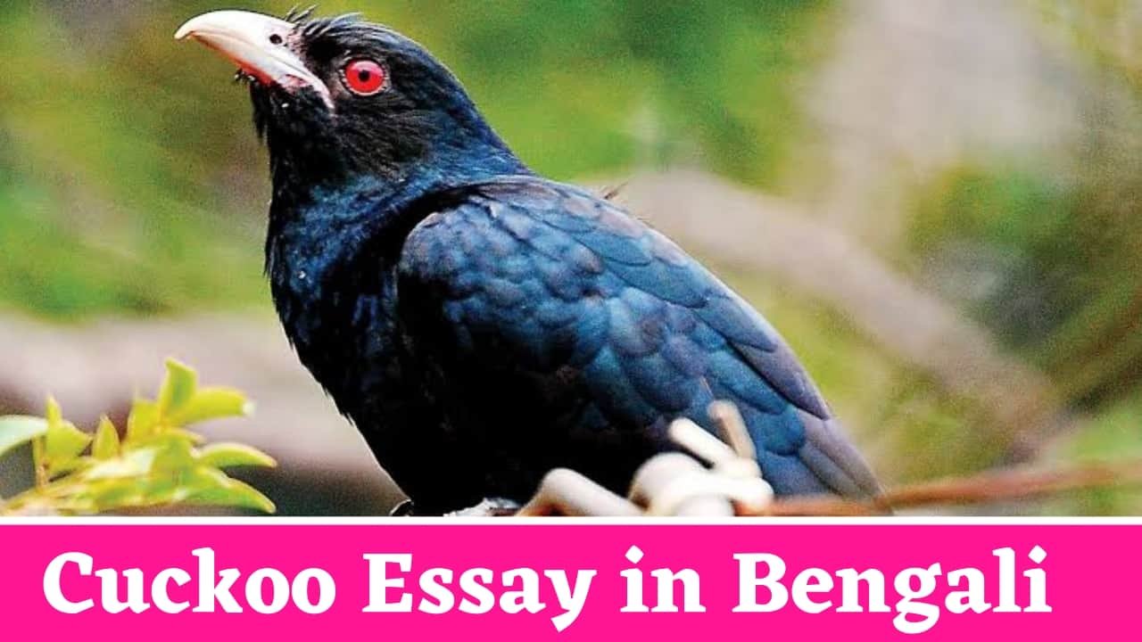 Cuckoo Essay in Bengali