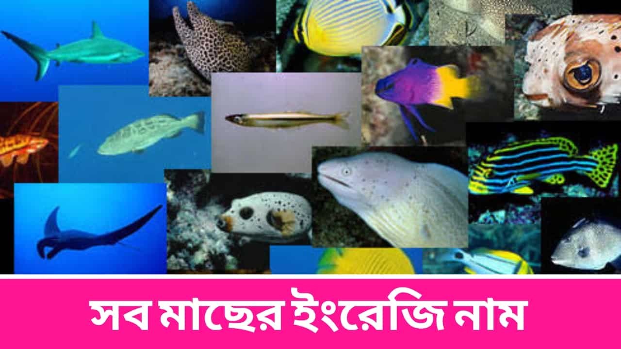 All Fish Name in English and Bengali