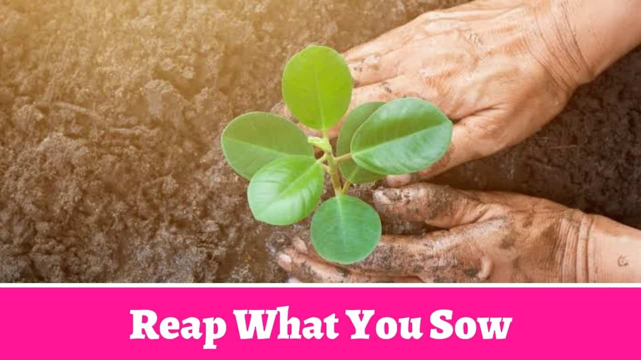 Reap What You Sow