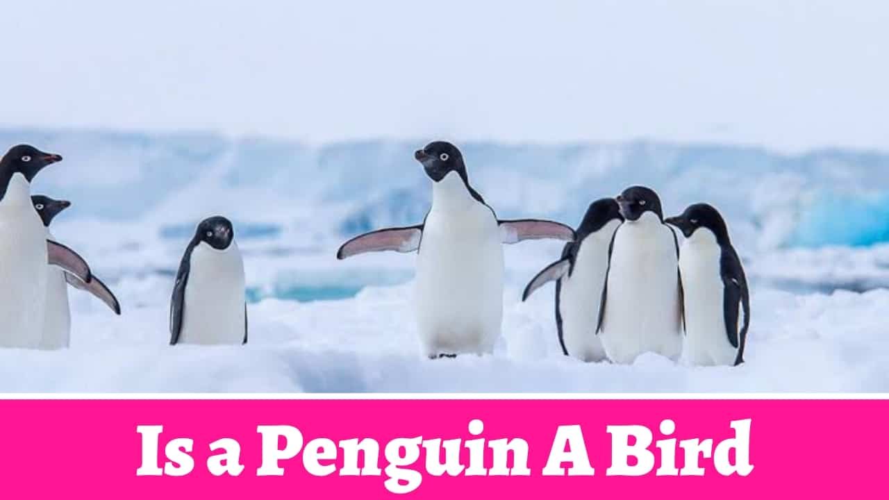 Is a Penguin A Bird