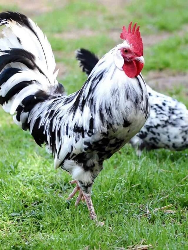 10-most-expensive-chicken-breeds-in-the-world-ruposhi-bangla