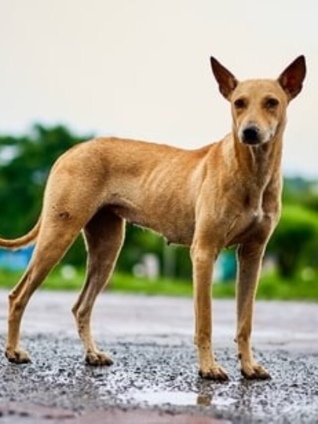 Top 12 Dog Breeds For Indian Climate - Ruposhi Bangla