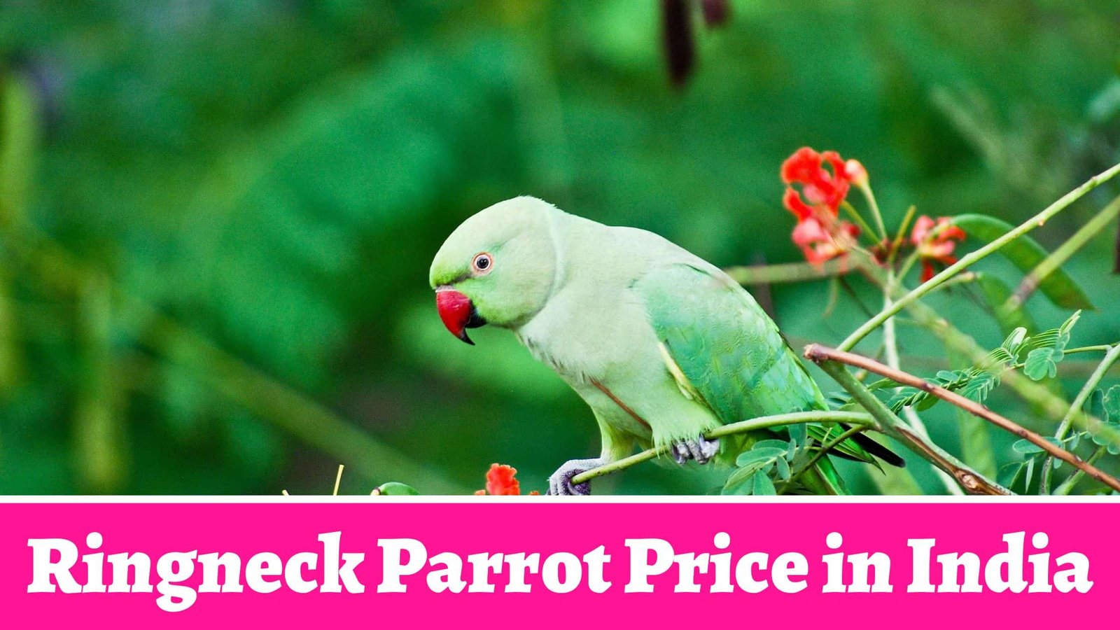Ringneck Parrot Price in India