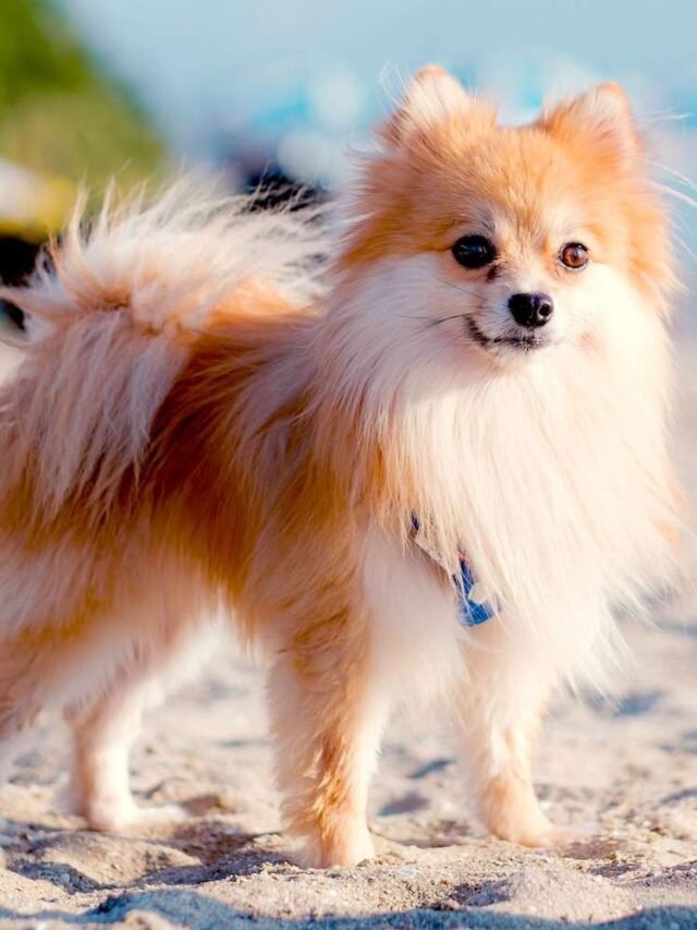 Top 10 Cutest Dog Breeds In The World