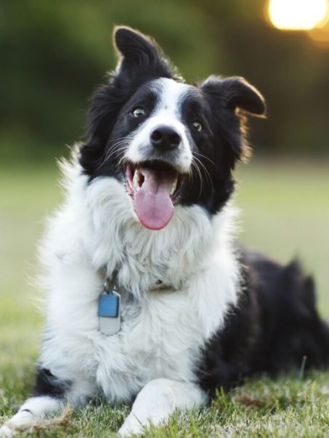 Top 10 Smartest Dog Breeds