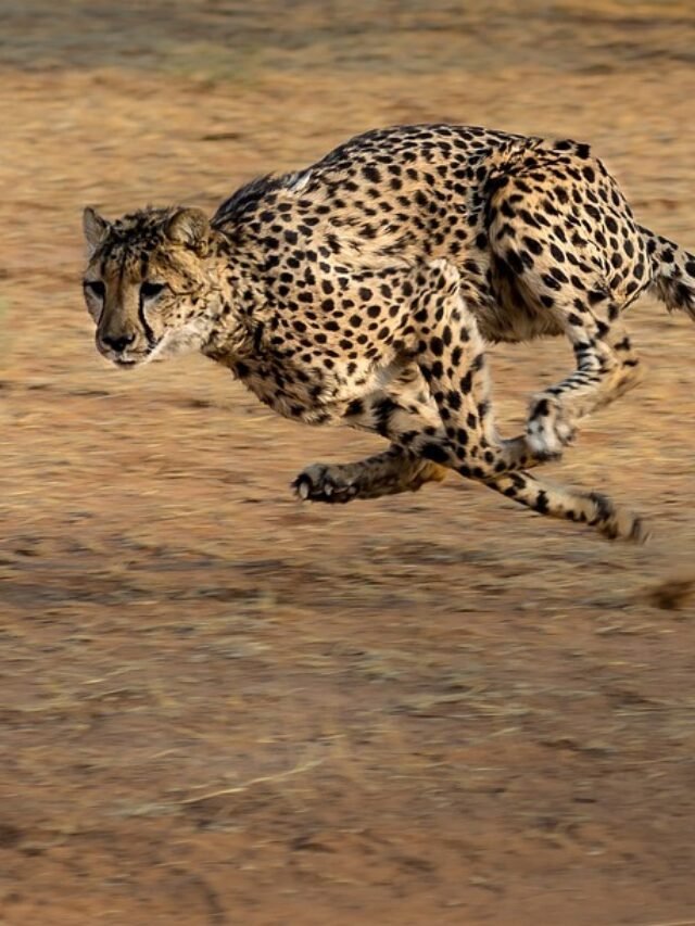 Top 10 Fastest Land Animals On Earth
